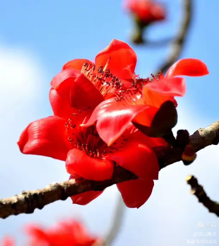 世俱杯官网-红红火火!亚洲盛事引发人们热议